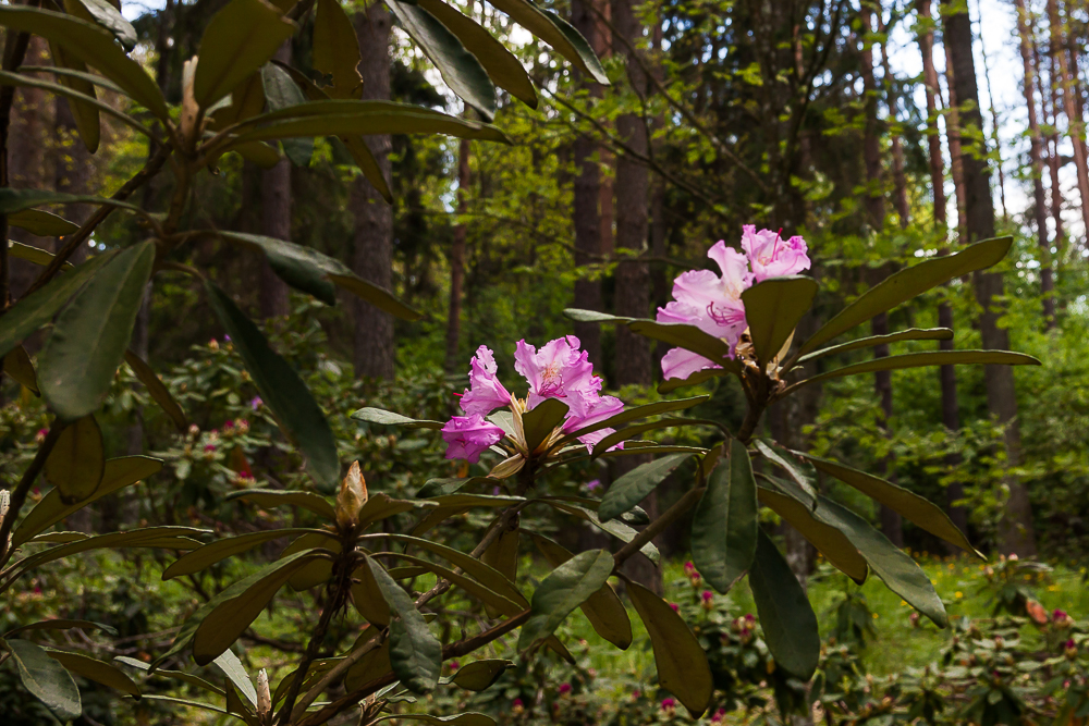 różaneczniki (rododendrony)