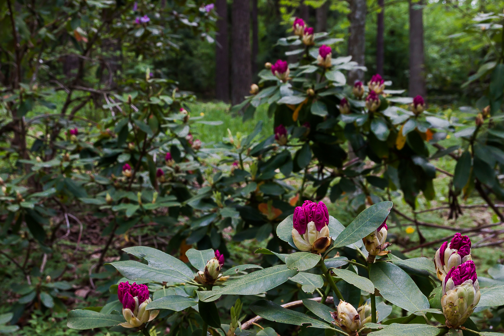 różanecznik (rododendron)