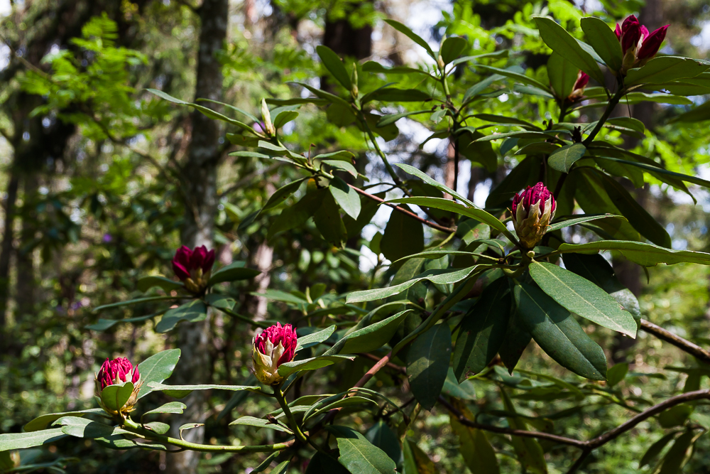 różanecznik (rododendron)
