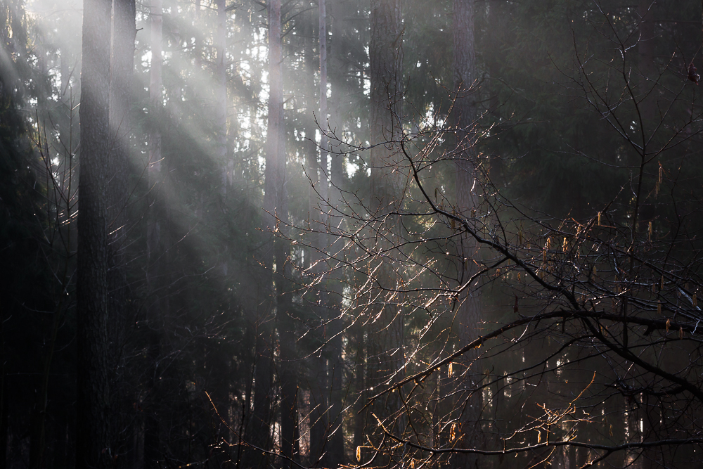 promienie słońca w lesie