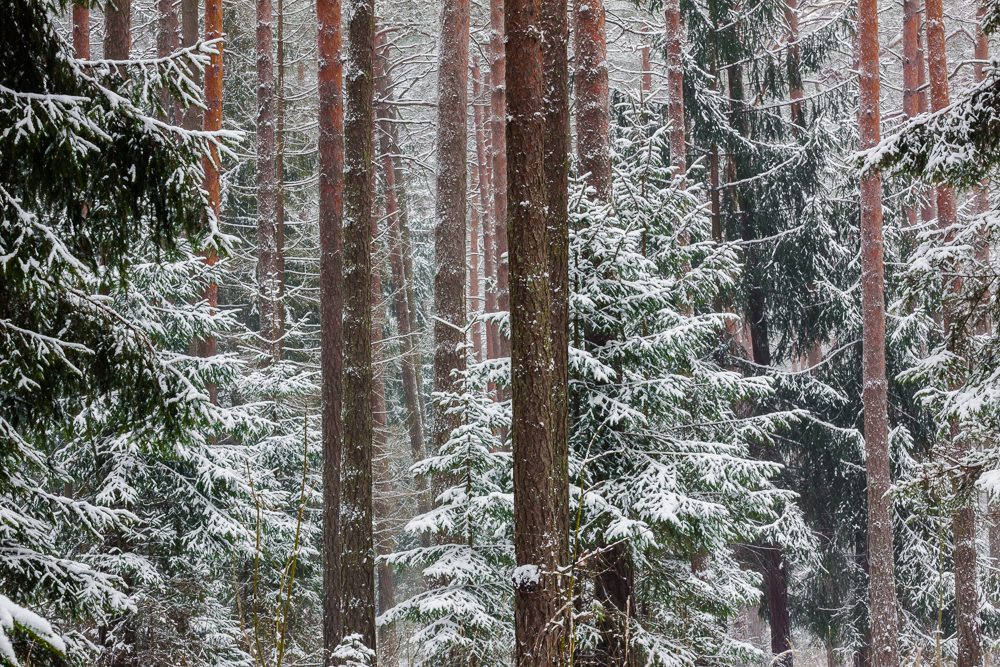 Puszcza Knyszyńska, las w śniegu
