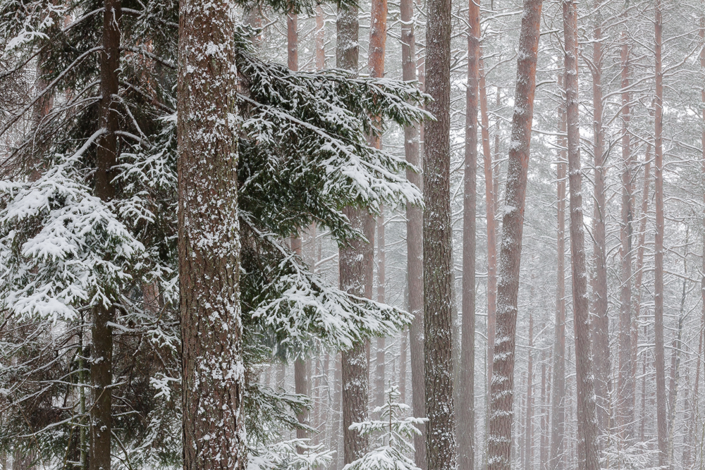 Puszcza Knyszyńska, las w śniegu