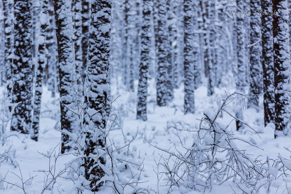 Puszcza Knyszyńska, zimowy las