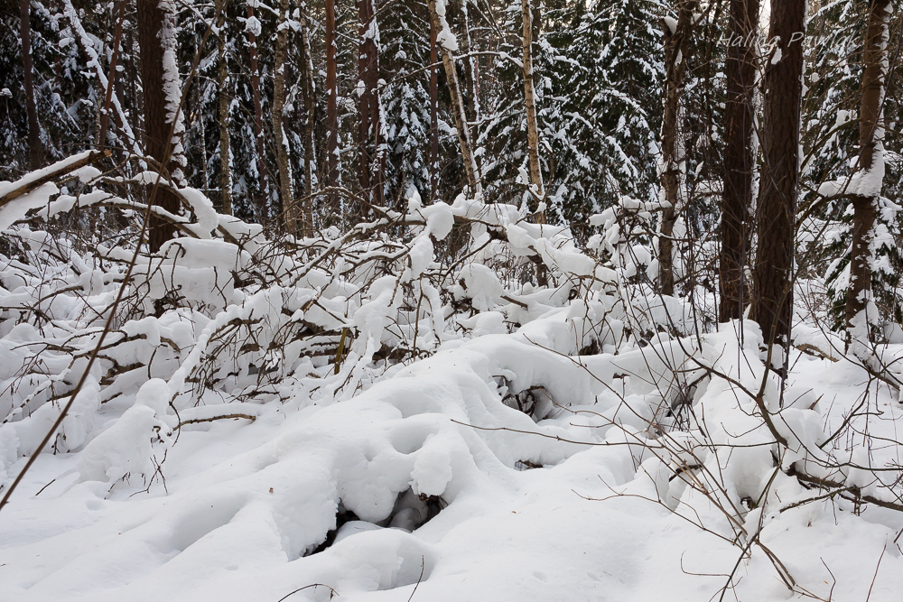 Puszcza Knyszyńska, zimowy las
