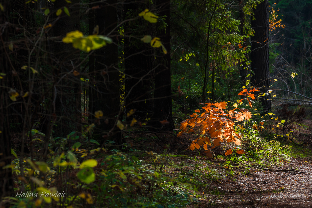 październikowy las, Puszcza Knyszyńska