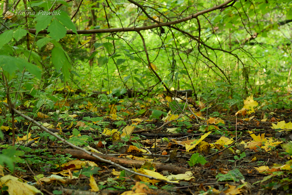 jesień w lesie, liście klonu
