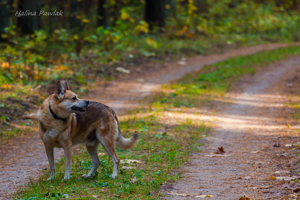pies, jesień w lesie